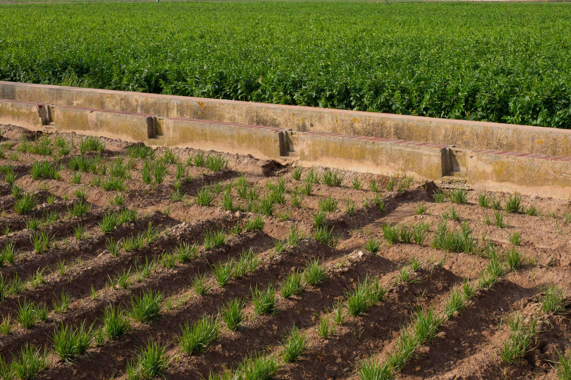 Color photograph of a line of plants in a field, more green plants barely visible in the background.